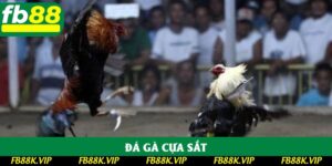 Đá Gà Cựa Sắt Là Lựa Chọn Hàng Đầu Tại FB88 Năm 2025