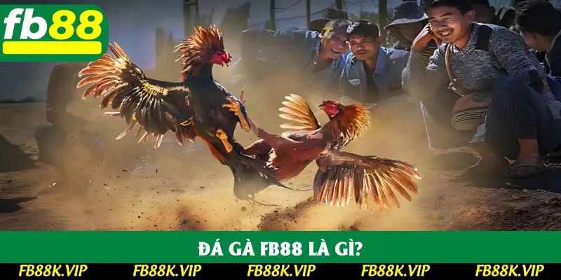 Đá gà FB88 là gì? Đá gà FB88 là gì?
