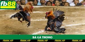 Đá Gà Thomo Tại FB88: Khám Phá Đấu Trường Gà Nổi Tiếng Nhất